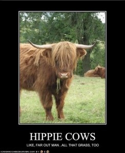 Hippie Cows