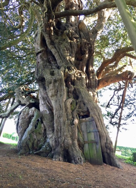 4000 year old Yew tree